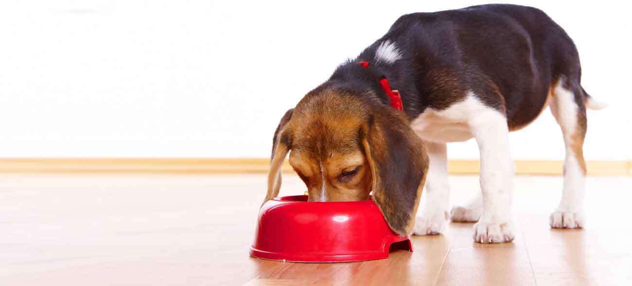 Cats & Dogs Food Bowls Hobart Tasmania Australia, Pet Products