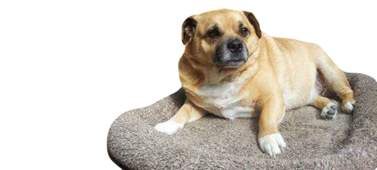 Dog & Cat Bedding Perth WA - beds, bed, food bowl, toys