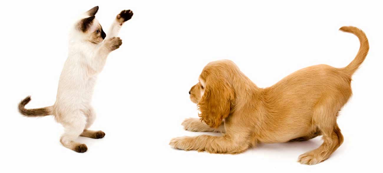 Dog & Cat Tips and Advice | Sydney, Melbourne, Brisbane, Perth