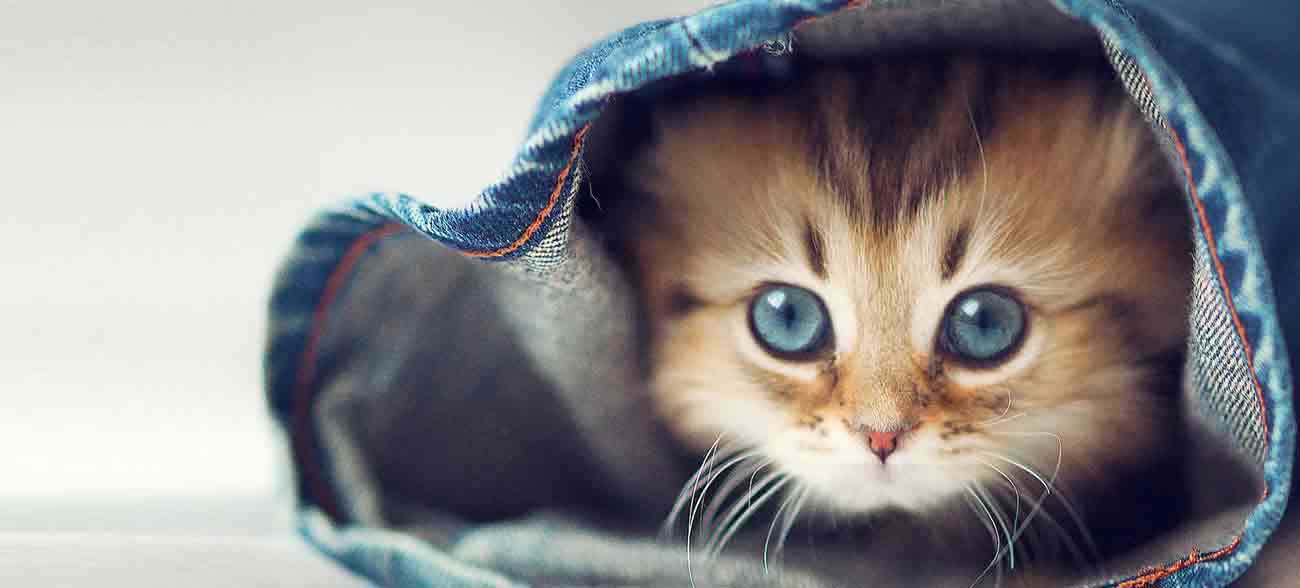 Pets Shop Online, Shops, Supplies, Canberra ACT - Australia