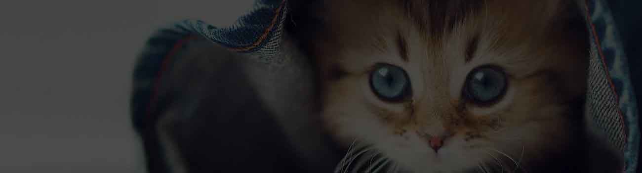 Pet Products Reviews Sydney – Bedding, Bed, Beds