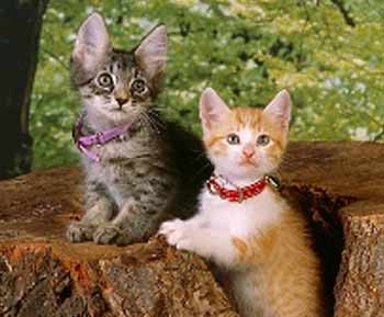 Pet Collars Gold Coast, Sunshine, Ipswich, Fortitude Valley, Brisbane